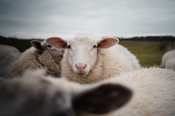 Solmate_schaap_met_5_poten